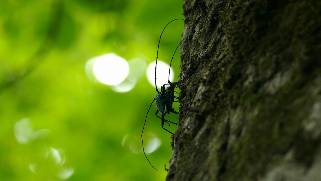 P1120397　オオアオカミキリ