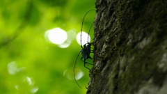 P1120397　オオアオカミキリ