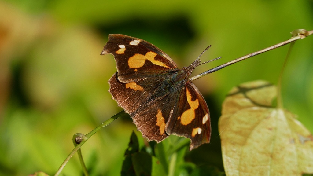 P1160323テングチョウ