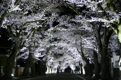 夜ノ森桜並木①