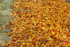 秋の吹き溜まり