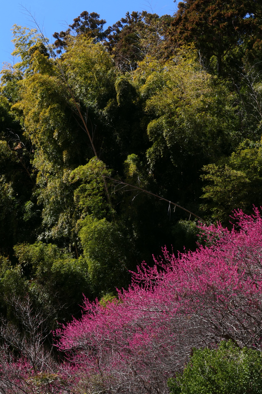 梅林寺③