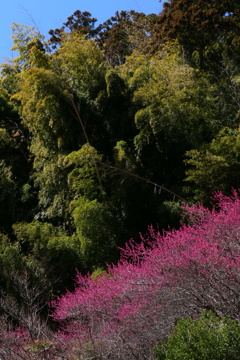 梅林寺③
