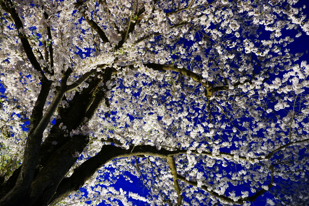 桜ライトアップ４