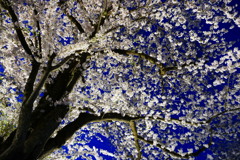 桜ライトアップ４