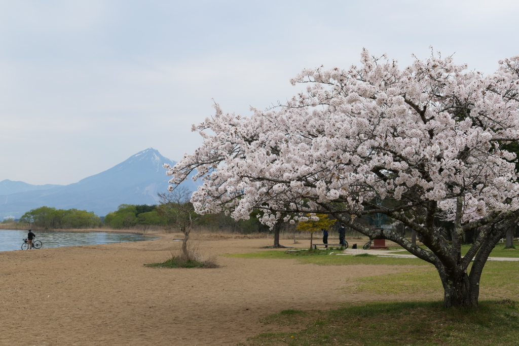 桜と磐梯山②