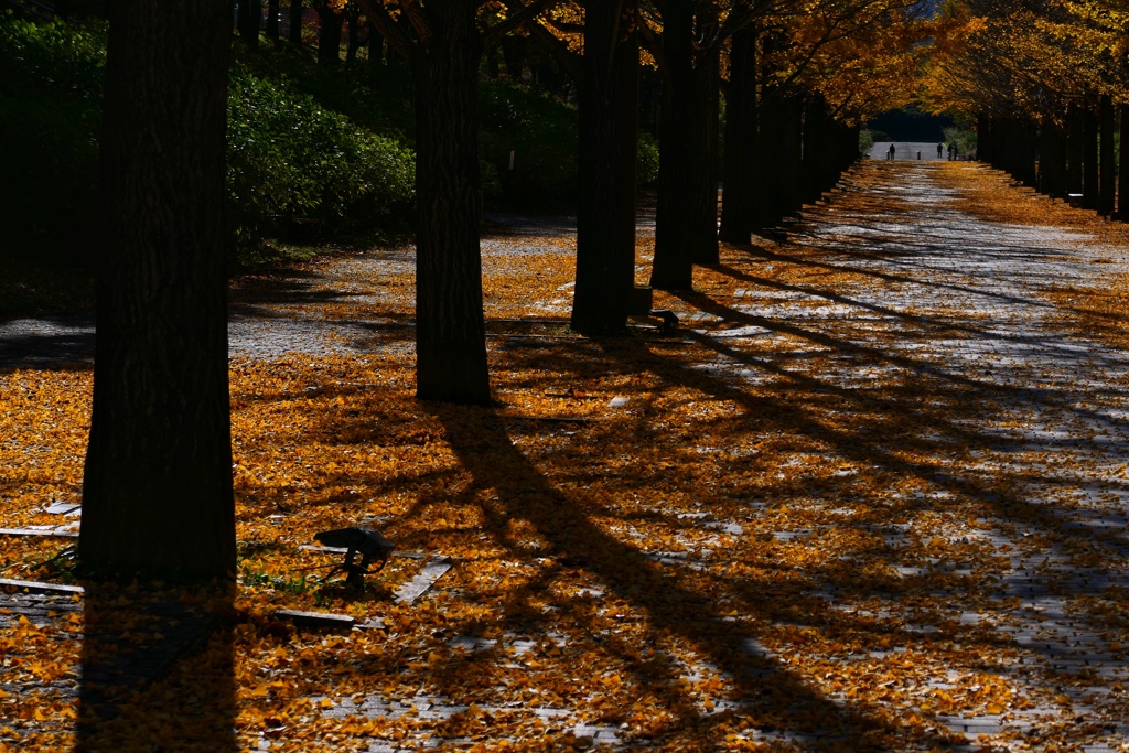 イチョウ並木６