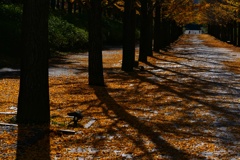 イチョウ並木６