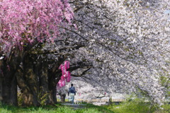 笹原川桜並木