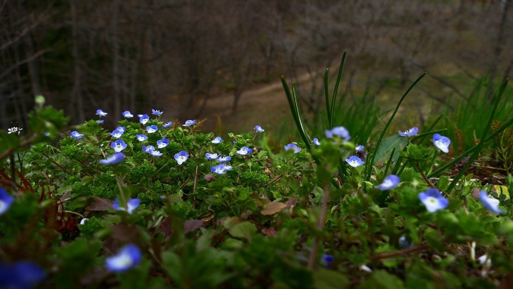 ローキーで春の花々