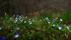 ローキーで春の花々