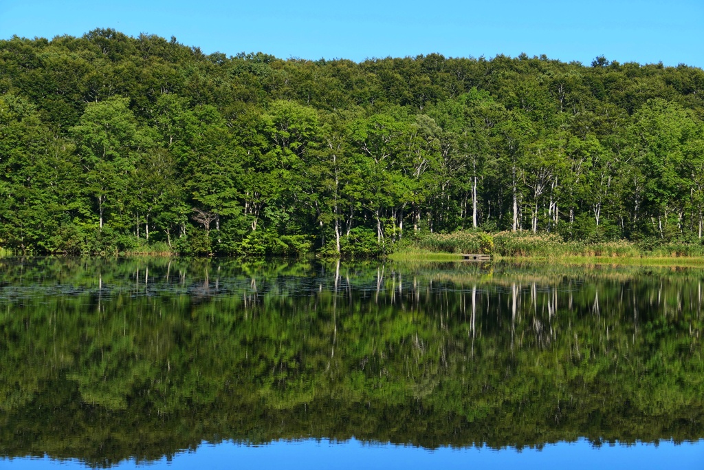 リフレクション