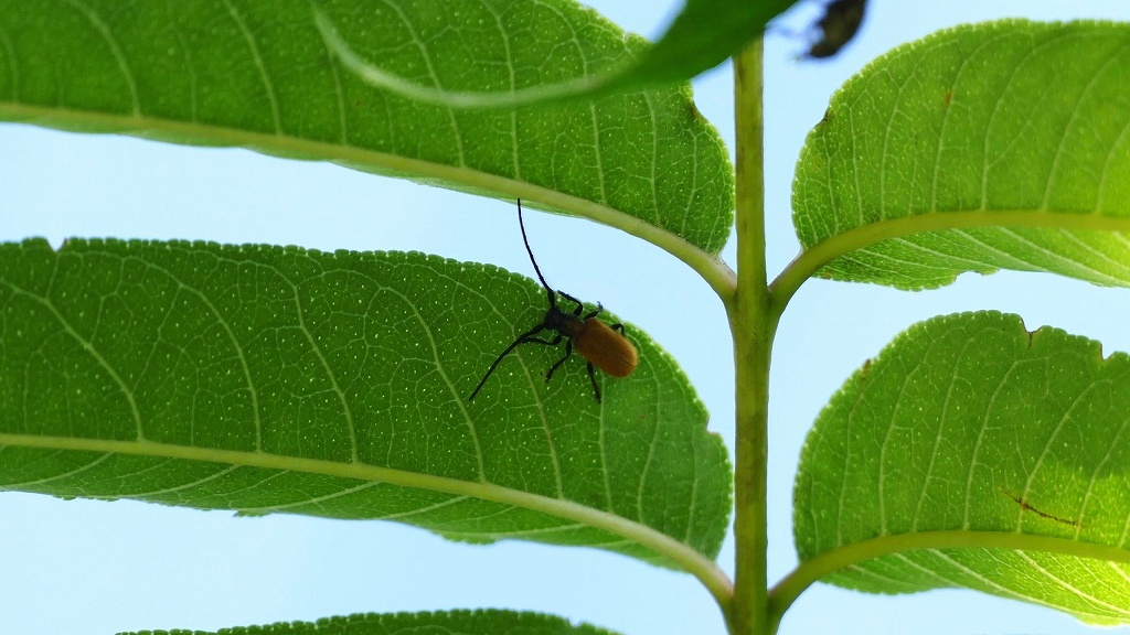 キイロアラゲカミキリ