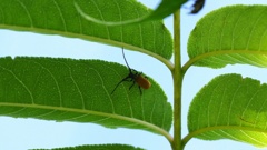 キイロアラゲカミキリ