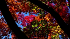 1170874@熱海梅園