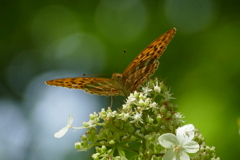 ミドリヒョウモンチョウ