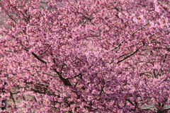河津桜⑤