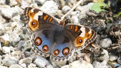 アオタテハモドキ♀