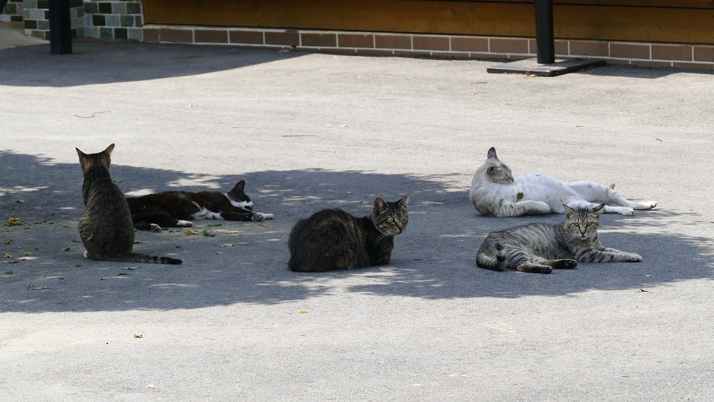 日陰に集合　２