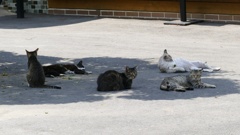 日陰に集合　２