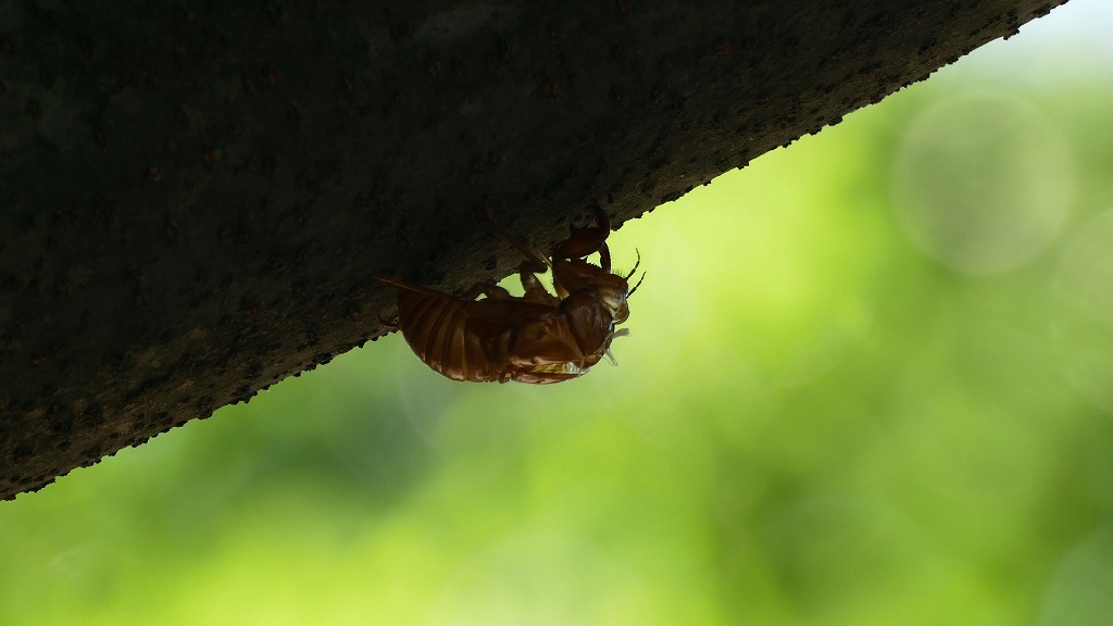 ヒグラシ（抜け殻）