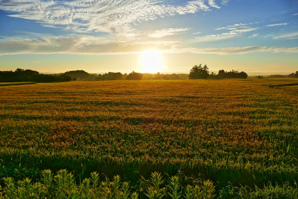 朝日に光る稲穂
