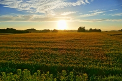 朝日に光る稲穂