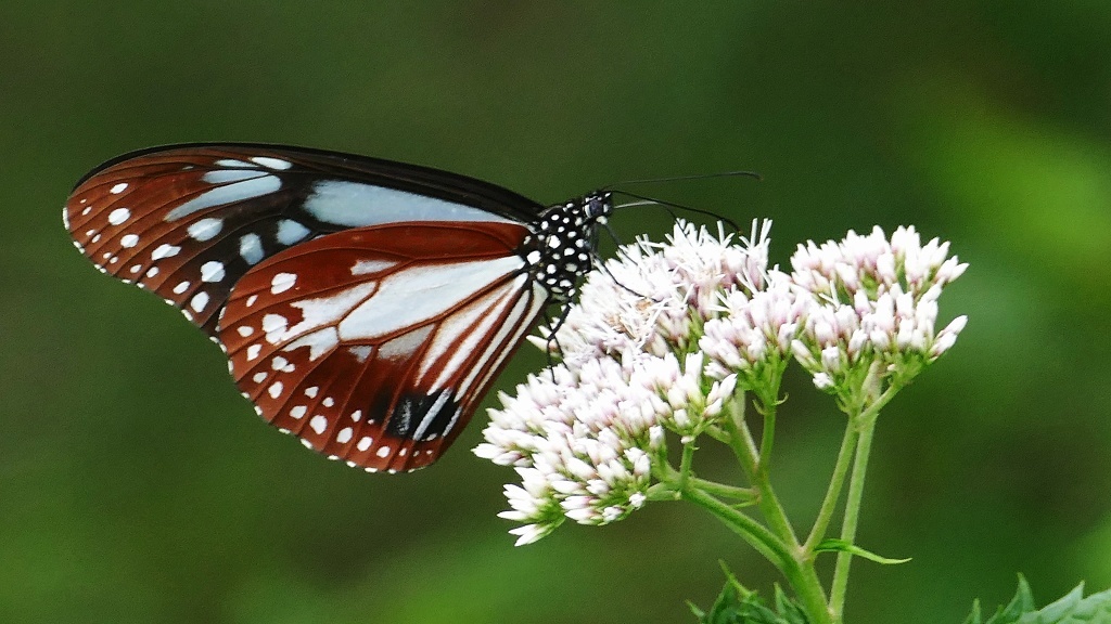 P1110792 アサギマダラ