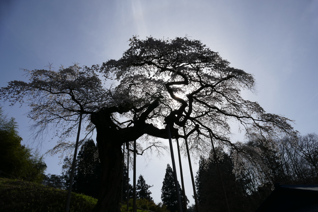 外大野のしだれ桜