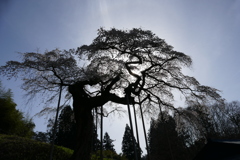 外大野のしだれ桜