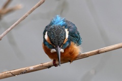 カワセミ②