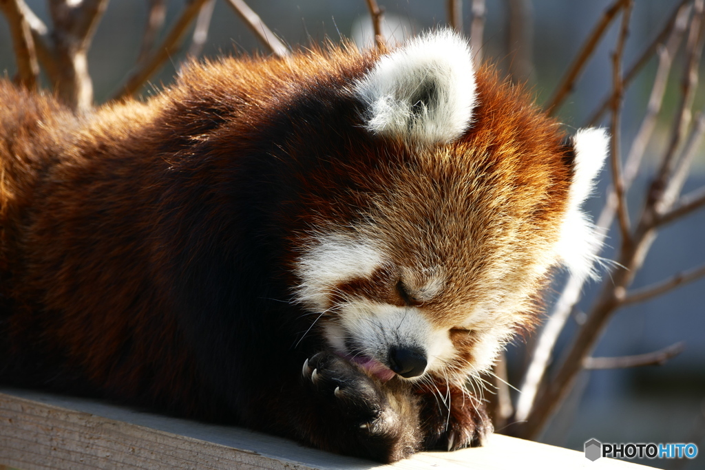 レッサーパンダ２