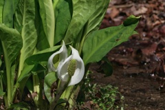 ミズバショウ②