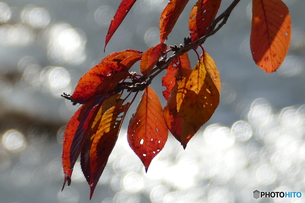 桜…春にはまた