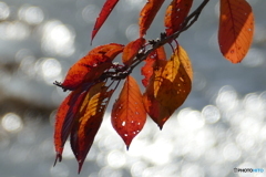 桜…春にはまた