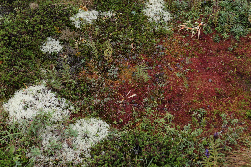 白い苔赤い苔緑の苔