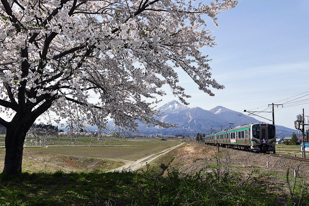 桜と磐梯山と電車