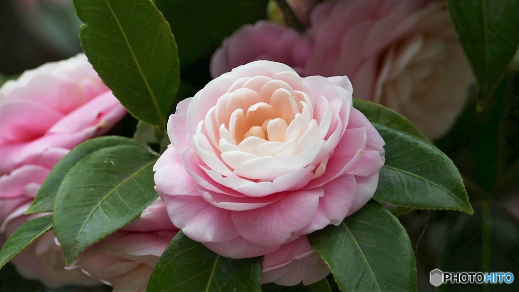 お菓子みたい。。。