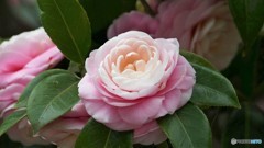 お菓子みたい。。。