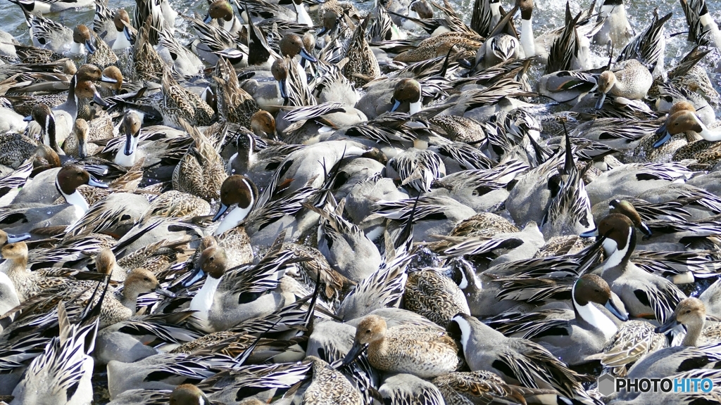 1210236@猪苗代湖