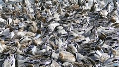 1210236@猪苗代湖