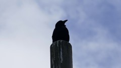 カラス・・・なに思う？