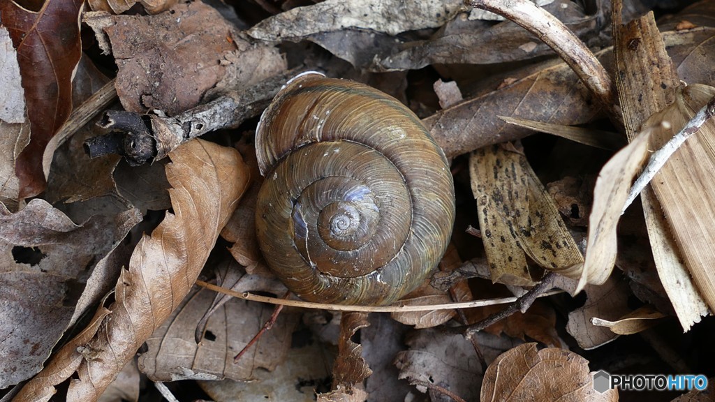 P1210505春は、まだかな