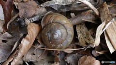 P1210505春は、まだかな