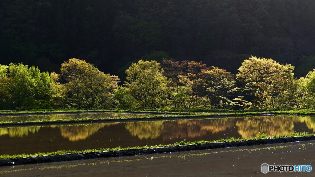 田植え間もなく