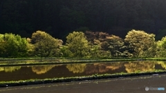 田植え間もなく