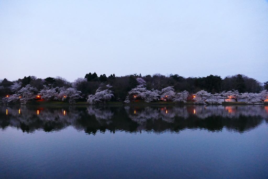 夜桜リフレクション３