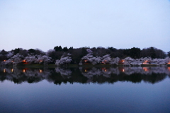 夜桜リフレクション３