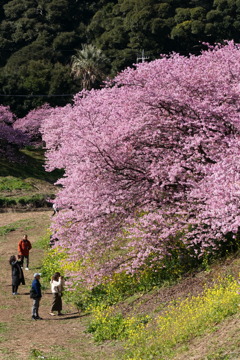 河津桜4