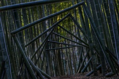 若竹の杜